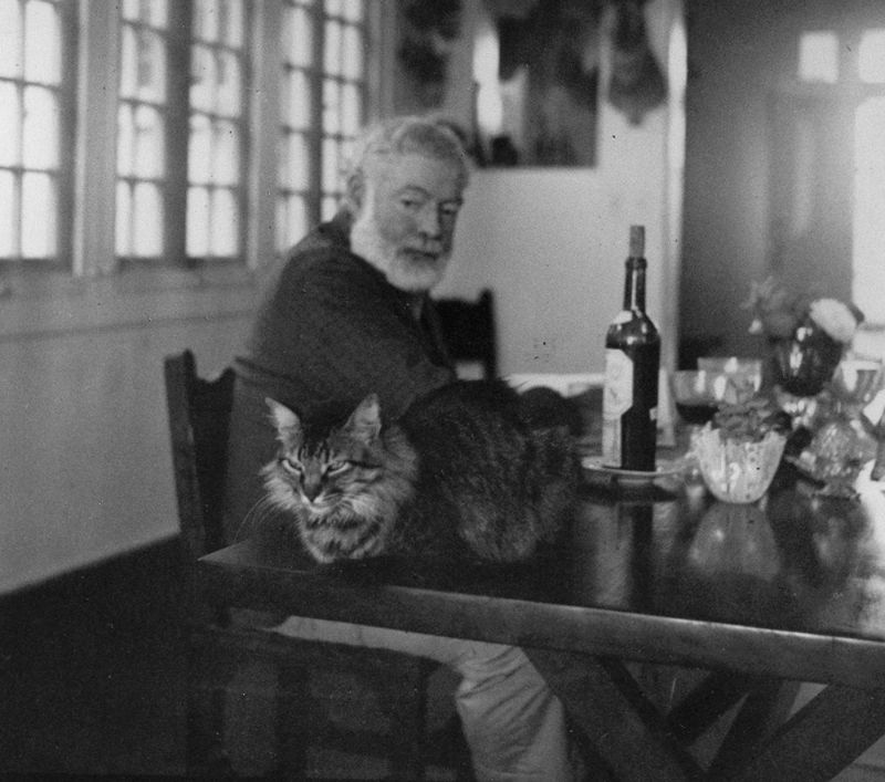ernest hemingway and cats 22 - Էռնեստ Հեմինգուեյի և նրա սիրելի կատուների վինտաժային լուսանկարները
