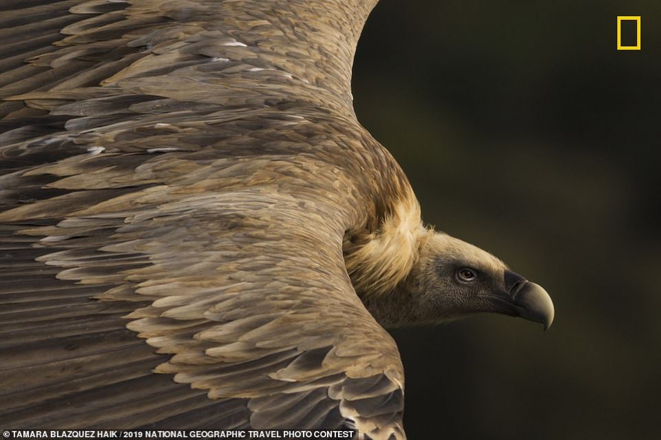 14696642 7133299 Called Tender Eyes this photograph of a griffon vulture soaring  a 188 1560353074291 960x639 - Հրապարակվել են National Geographic-ի ճամփորդական լուսանկարների մրցույթի հաղթողների աշխատանքները