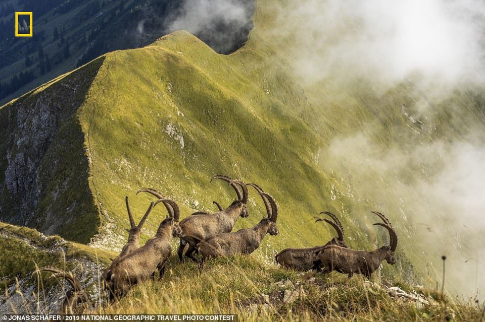 14696644 7133299 This image of a herd of ibexes in Switzerland above Lake Brienz  a 192 1560353074295 960x639 - Հրապարակվել են National Geographic-ի ճամփորդական լուսանկարների մրցույթի հաղթողների աշխատանքները