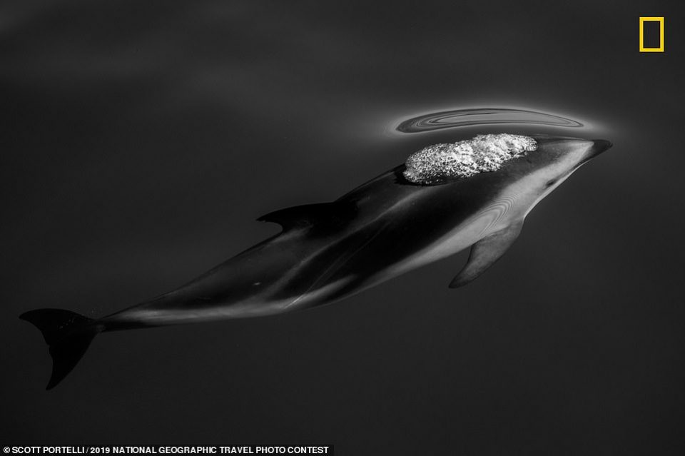 14696650 7133299 This snap of a dusky dolphin off the coast of New Zealand was go a 191 1560353074294 960x639 - Հրապարակվել են National Geographic-ի ճամփորդական լուսանկարների մրցույթի հաղթողների աշխատանքները